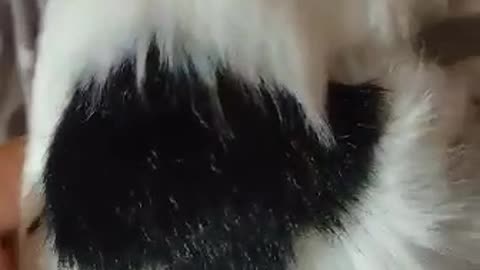 My Cute Cat