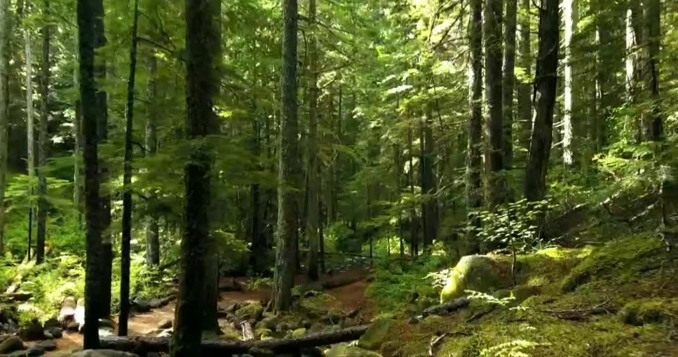 Unparalleled nature