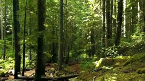 Unparalleled nature