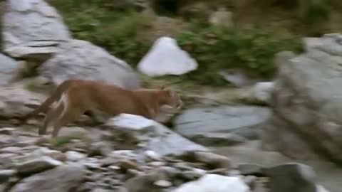 Lions is King But Fail! Mother Bear Save Her Baby From Puma Hunting, Giraffe vs Lions