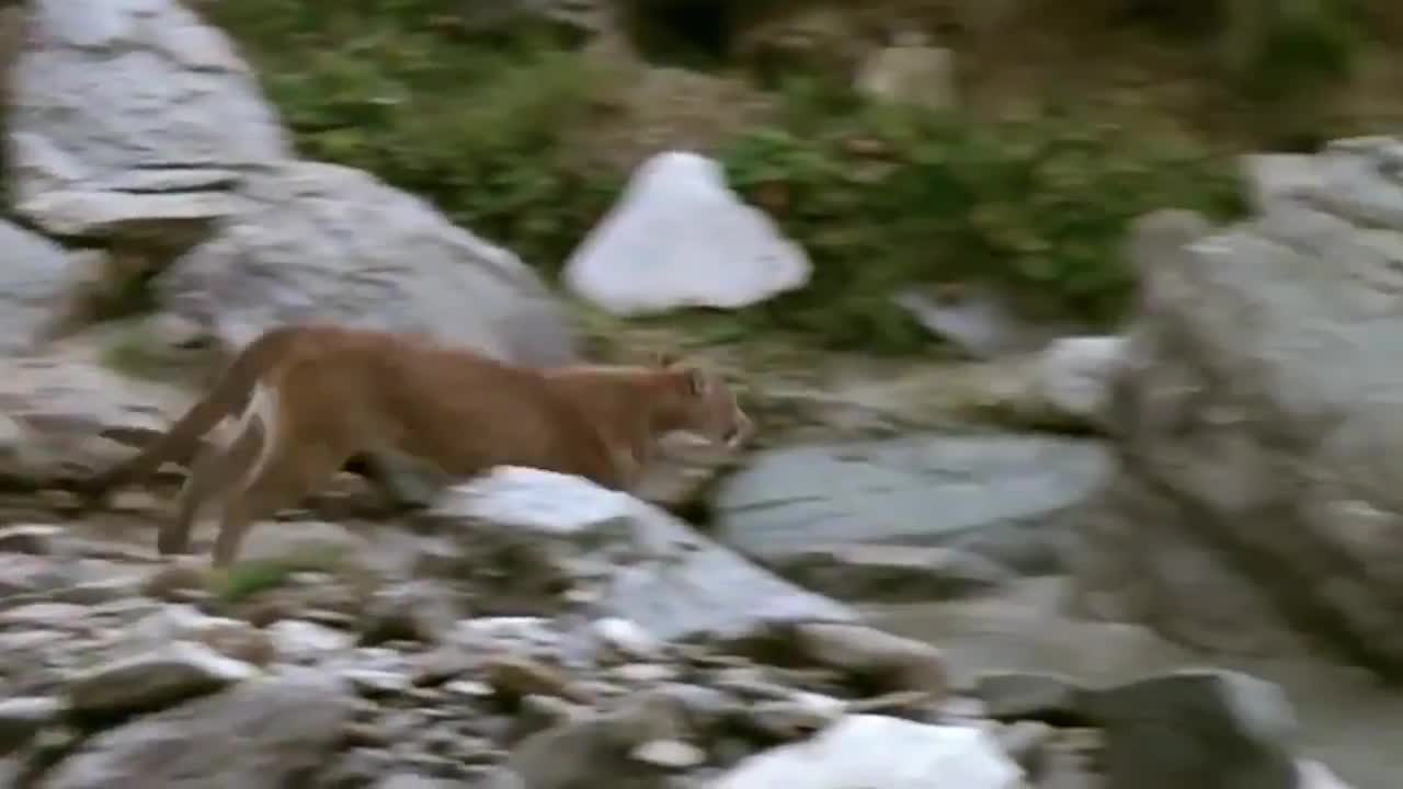 Lions is King But Fail! Mother Bear Save Her Baby From Puma Hunting, Giraffe vs Lions