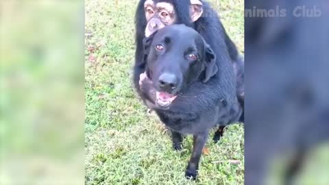 Funny animals videos