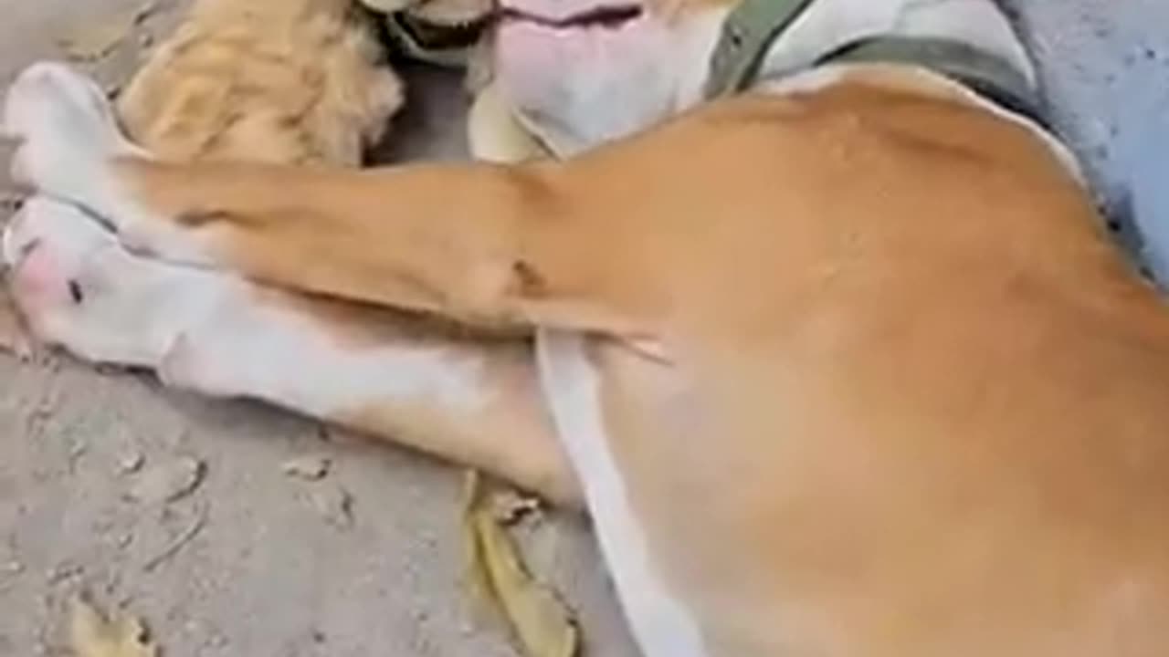 Tiger cube and dog puppy become friends ❤️ 🐶 🐯
