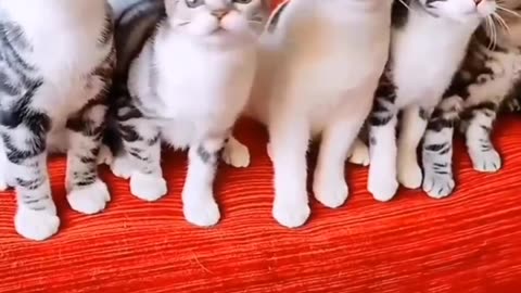 Cute kittens 😍😍
