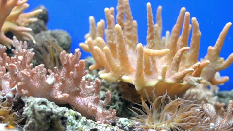 movement aquarium