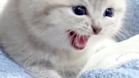Meow i'm just Kitten