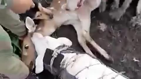 Dogs kill fallow deer