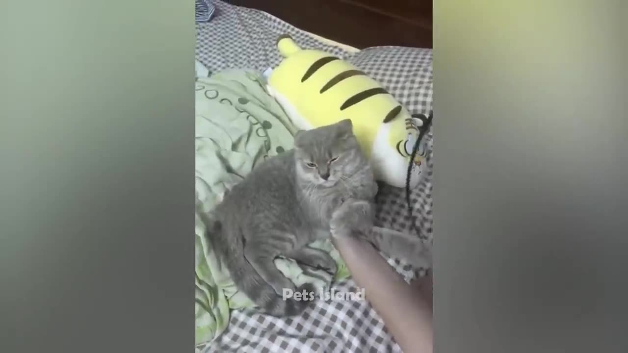 π₯ Most trending animals videos_ funniest cats and dogs 2023 πΆπ | pet's island