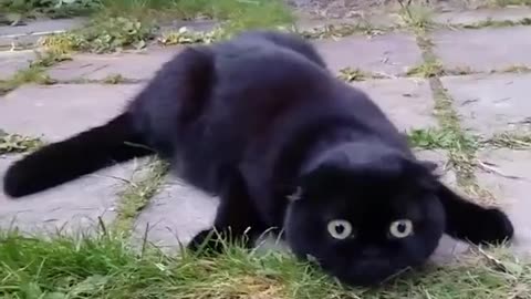 Cute Cat Sees Something Spooky