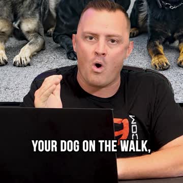 #1 Dog Training Secret Trainers Don’t Want You to Know