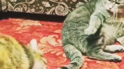 Funny animals