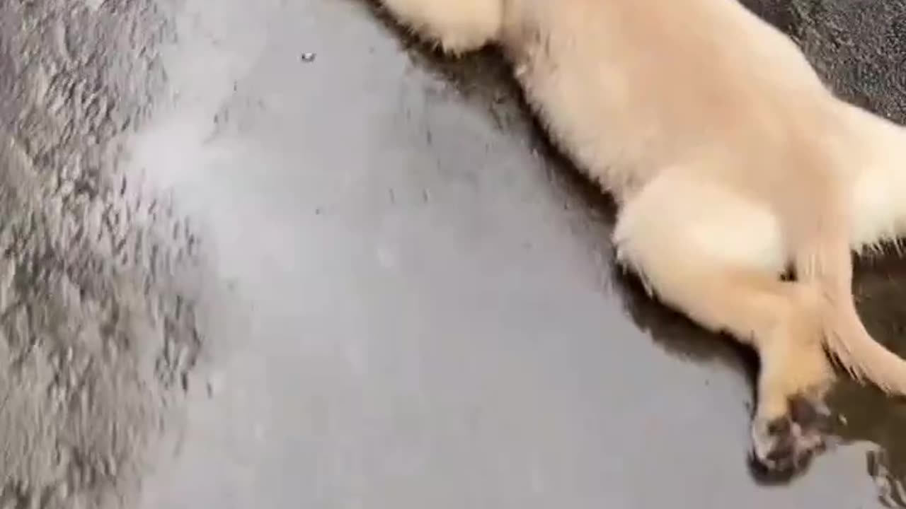 cute dog