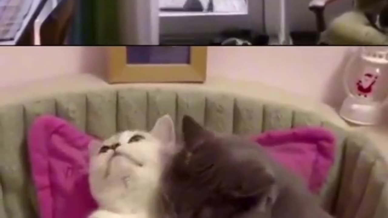 #funnyanimalsvideos#funnycats andcatsvideos
