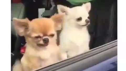 Funny dogs/funny moments . morning 🌄