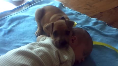 Sleepy puppy falls asleep on baby