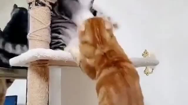 Funny Cats 😹 - Don't Try To Stop Laughing 🤣 - Funniest Cats Ever
