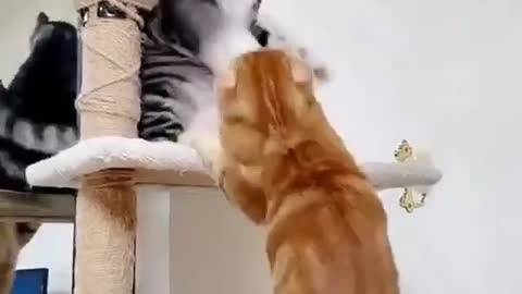 Funny Cats 😹 - Don't Try To Stop Laughing 🤣 - Funniest Cats Ever