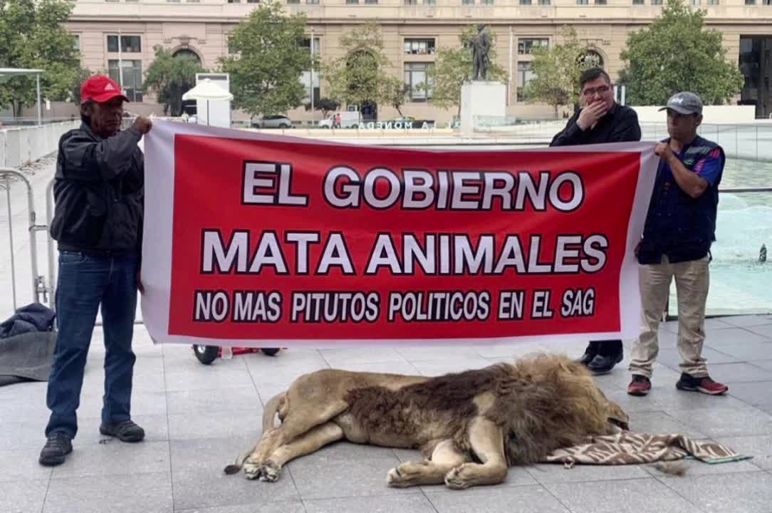 Dead lion protest surprises passersby in front of Chile's presidential palace