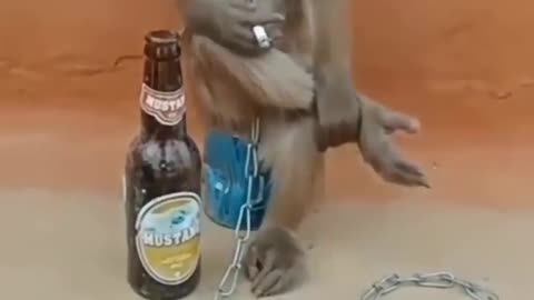 Danger monkey