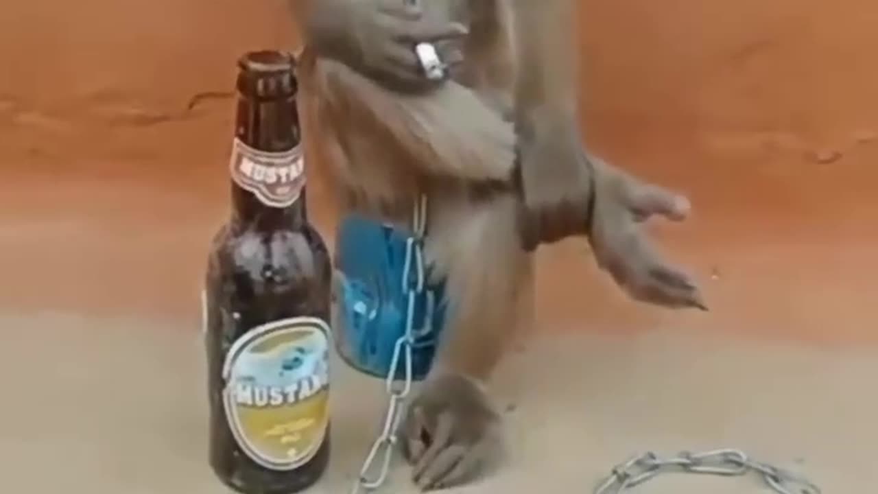 Danger monkey