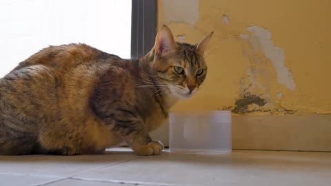 Water-drinking cat