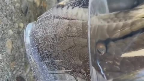 Snake drinking water😬😍