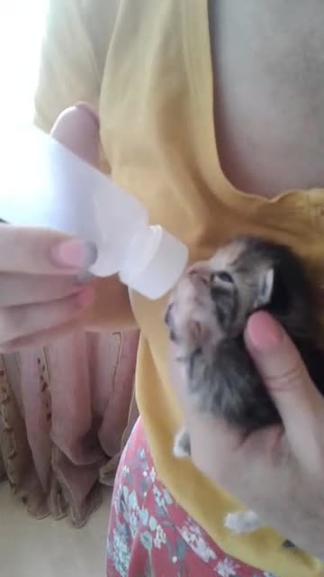 Feeding the little kitten abandoned by mom.
