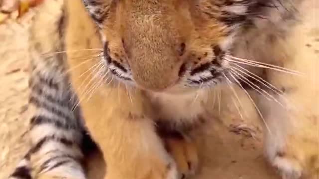 A única coisa que todas as histórias de sucesso da Tigre têm em comum