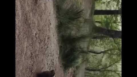 Cocaine Bear | #johnwick #keanu #bear #movies #indiareels #ytshorts #trending #cinema