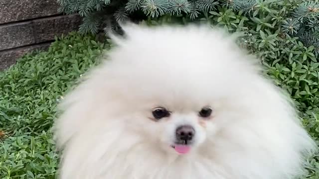 Pure White Puppy