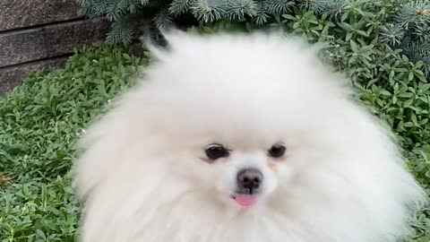 Pure White Puppy