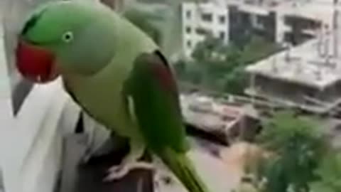 Disturbing qeen