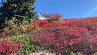Oregon – Mount Hood – Crimson Bushes – 4K