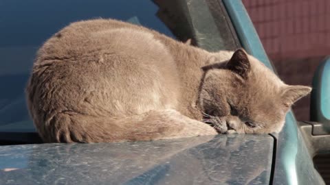 The beautiful cat sleeping on car 🥰