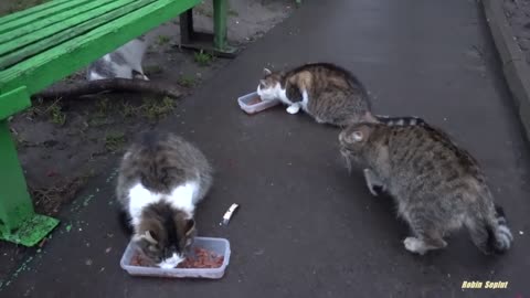 Sounds that attract cats - Meow to make cats come to you