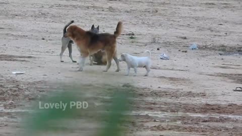 Funny Dogs Moment