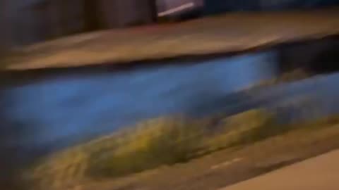 A pack of 10 wild boars storm a trash bin in Mytishchi