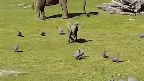 Cute Funny and lovely birds