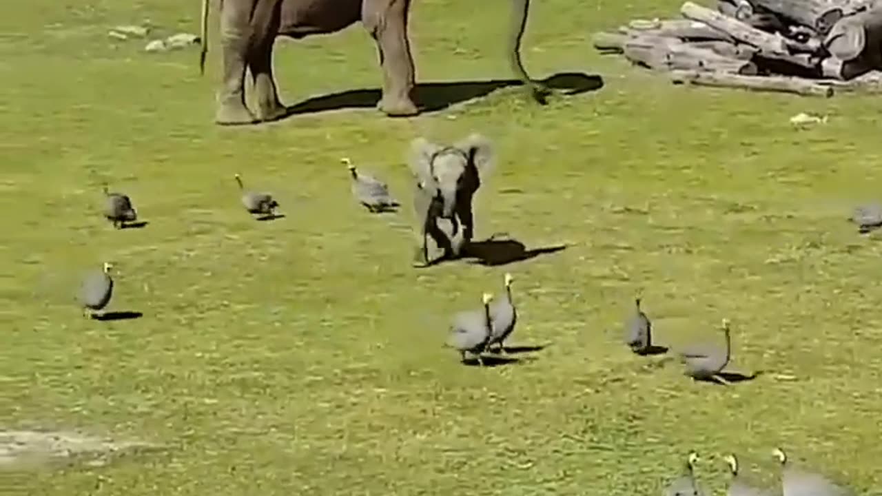 Cute Funny and lovely birds