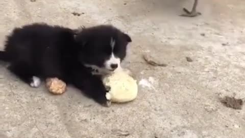 The funniest and adorable puppy videos