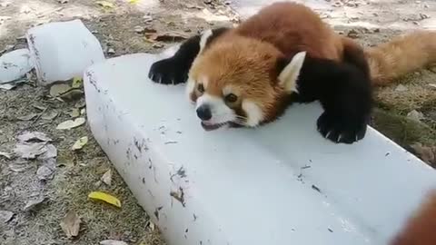 Red Panda. It's so cute