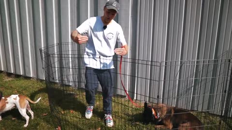 INTRODUCING FEARFUL PITBULL TO A PUPPY (BEST WAY!)
