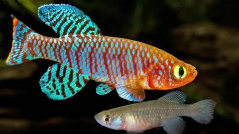 Top 10 most beautiful fish
