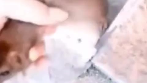 Oh, my God. He's got a rat in his hand