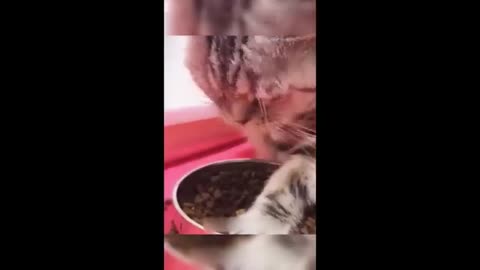 LFunniest Animals 2023 😂 | Funniest Cats and Dogs 🐱🐶 | Part 25/Hayppy Pet