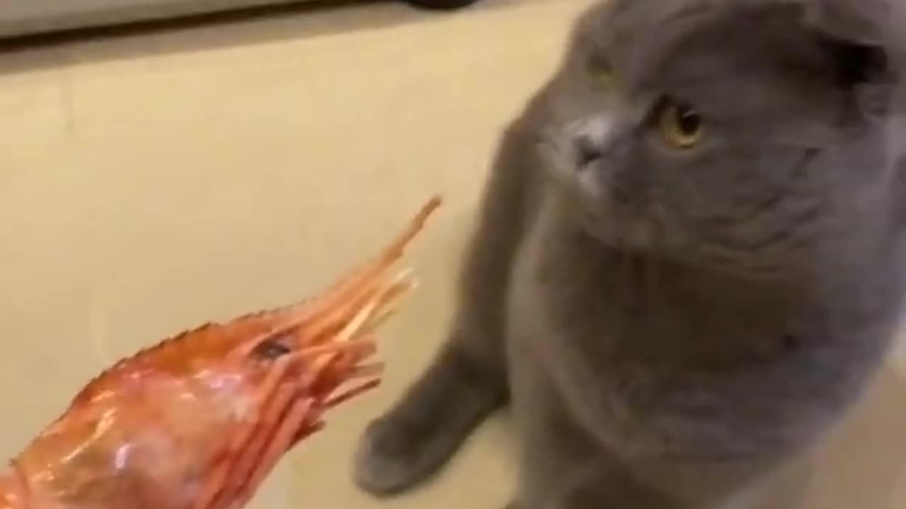 Cat funny video