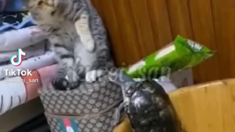 if Cats can talk in japanese #cute #funny #animals