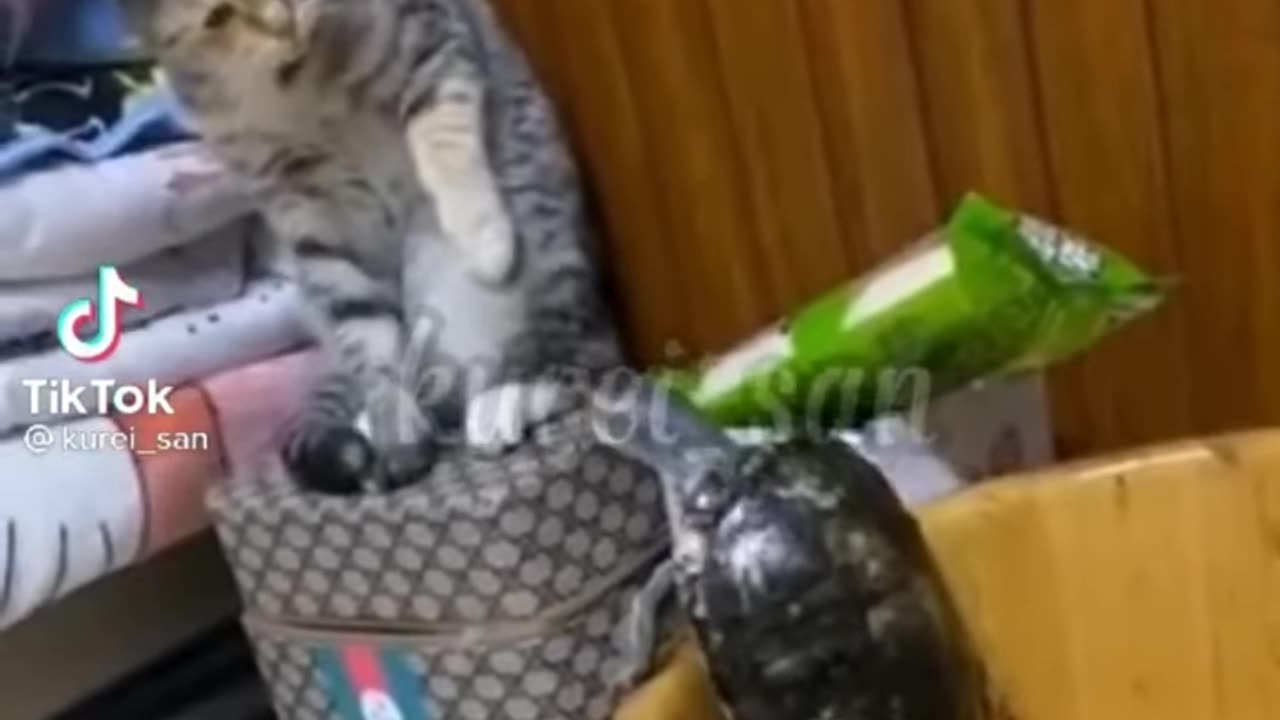 if Cats can talk in japanese #cute #funny #animals