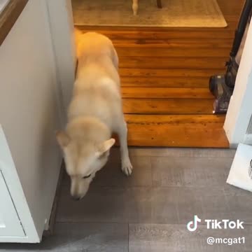 I am Jack this holiday szn ***dog was taken to the vet and treated. No animal abuse occurred