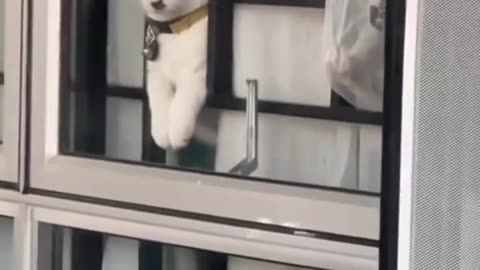 😹 Meowdolf Kittler - The Feline Leader | Funny Trend Machine